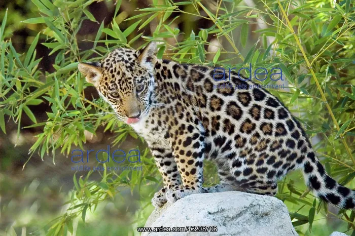  : Jaguar (Panthera onca) cub