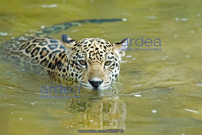 : Jaguar (Panthera onca) cub swimming : Jaguar (Panthera onca) cub swimming