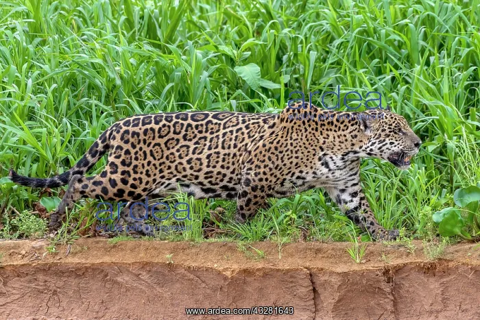 : Jaguar (Panthera Onca), female, migrating along : Jaguar (Panthera Onca), female, migrating along