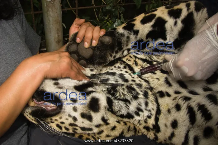 : Jaguar (Panthera onca) having blood taken : Jaguar (Panthera onca) having blood taken
