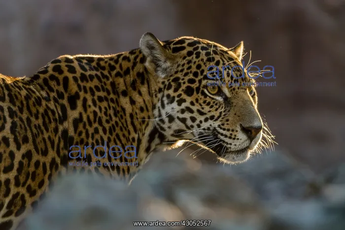: Jaguar (Panthera onca). This jaguar was photographed : Jaguar (Panthera onca). This jaguar was photographed