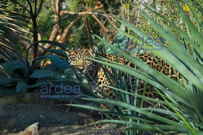 : Jaguar (Panthera onca). This jaguar was photographed : Jaguar (Panthera onca). This jaguar was photographed