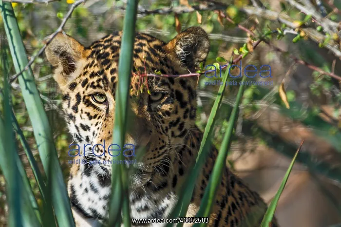 : Jaguar (Panthera onca). This jaguar was photographed : Jaguar (Panthera onca). This jaguar was photographed
