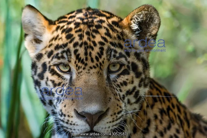 : Jaguar (Panthera onca). This jaguar was photographed : Jaguar (Panthera onca). This jaguar was photographed