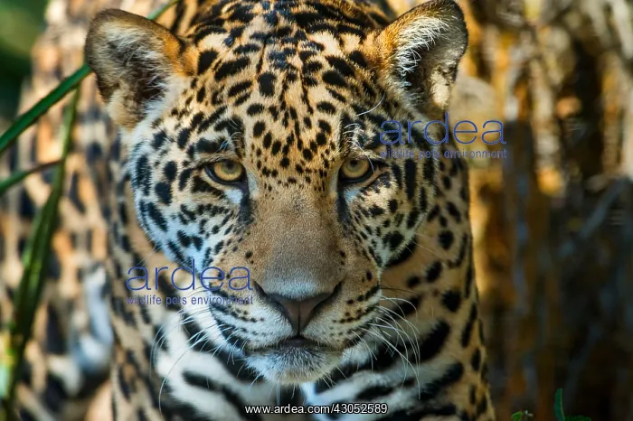 : Jaguar (Panthera onca). This jaguar was photographed : Jaguar (Panthera onca). This jaguar was photographed