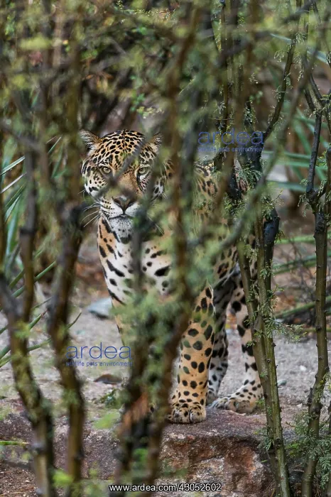 : Jaguar (Panthera onca). This jaguar was photographed : Jaguar (Panthera onca). This jaguar was photographed