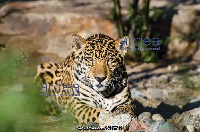 : Jaguar (Panthera onca). This jaguar was photographed : Jaguar (Panthera onca). This jaguar was photographed