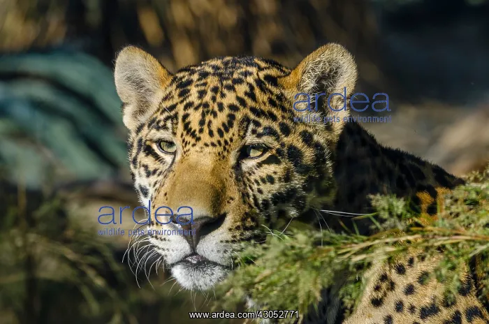 : Jaguar (Panthera onca). This jaguar was photographed : Jaguar (Panthera onca). This jaguar was photographed