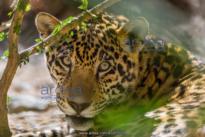 : Jaguar (Panthera onca). This jaguar was photographed : Jaguar (Panthera onca). This jaguar was photographed