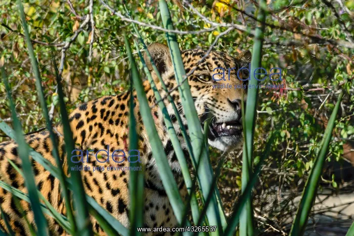 : Jaguar (Panthera onca). This jaguar was photographed : Jaguar (Panthera onca). This jaguar was photographed