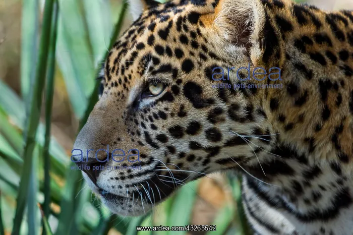 : Jaguar (Panthera onca). This jaguar was photographed : Jaguar (Panthera onca). This jaguar was photographed