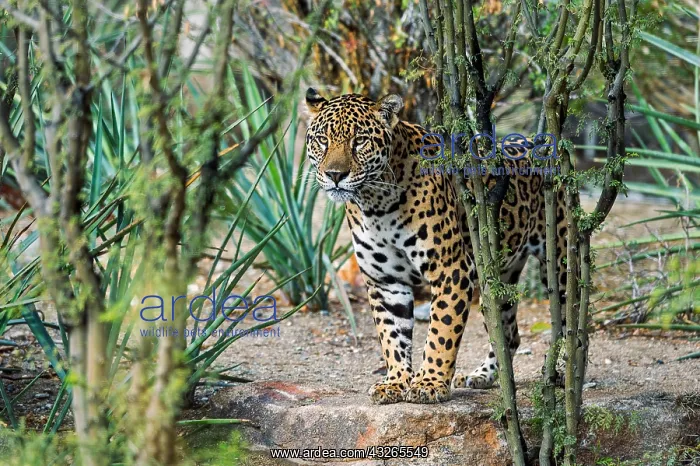 : Jaguar (Panthera onca). This jaguar was photographed : Jaguar (Panthera onca). This jaguar was photographed