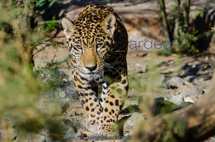 : Jaguar (Panthera onca). This jaguar was photographed : Jaguar (Panthera onca). This jaguar was photographed