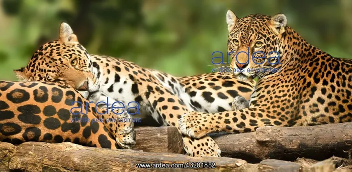 : Jaguar (Panthera onca) laying on a tree stump : Jaguar (Panthera onca) laying on a tree stump