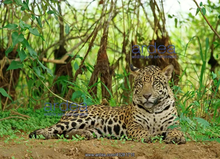 : Jaguar (Panthera onca) lies on the riverbank, Pantanal : Jaguar (Panthera onca) lies on the riverbank, Pantanal