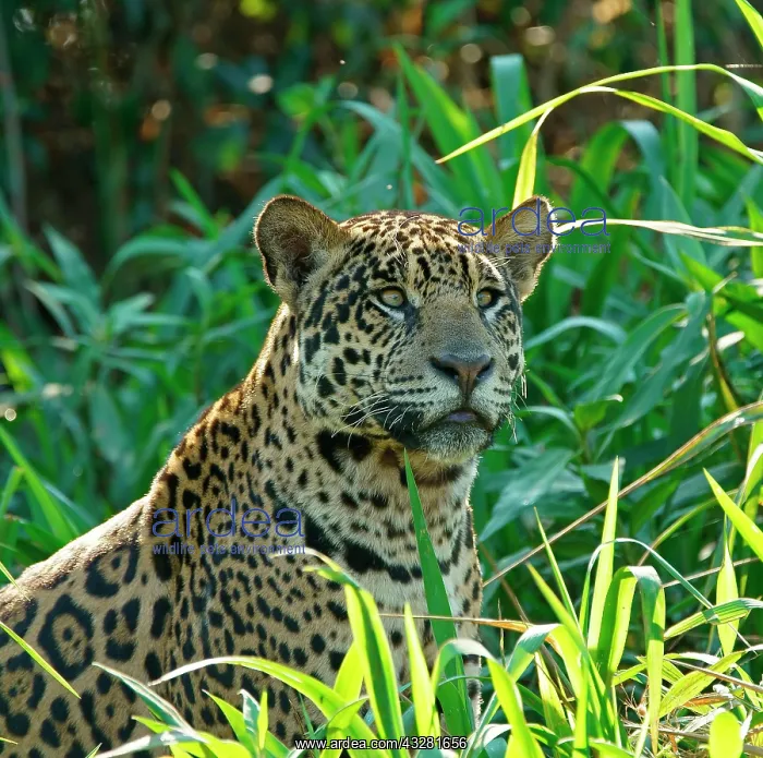 : Jaguar (Panthera onca) looking out from the riverbank : Jaguar (Panthera onca) looking out from the riverbank