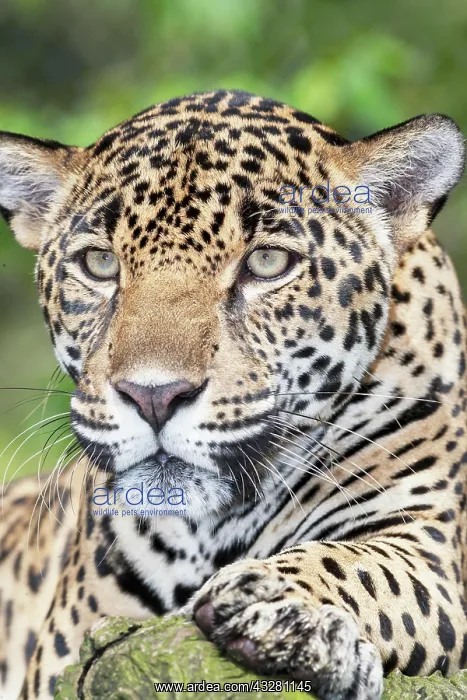  : Jaguar (Panthera onca ), male, portrait, Costa Rica