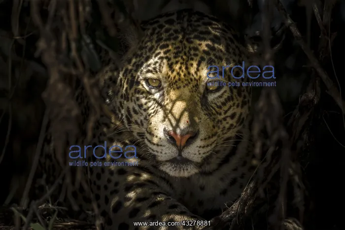 : Jaguar (Panthera onca palustris) close-up, hidi : Jaguar (Panthera onca palustris) close-up, hidi