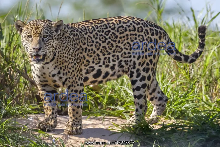 : Jaguar (Panthera onca palustris) standing on ri : Jaguar (Panthera onca palustris) standing on ri