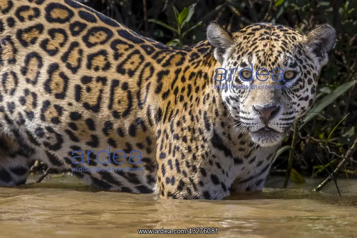 : Jaguar (Panthera onca palustris) standing in th : Jaguar (Panthera onca palustris) standing in th