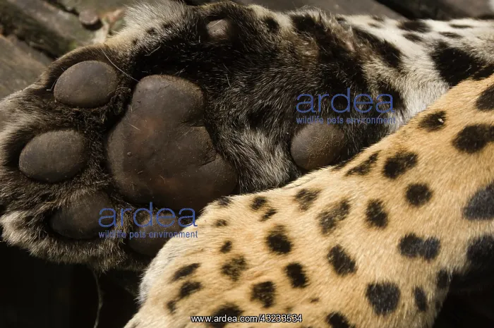 : Jaguar (Panthera onca) paw : Jaguar (Panthera onca) paw