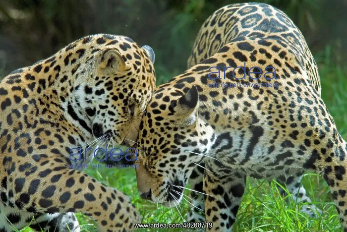 : Jaguar (Panthera onca), two playing, rubbing heads : Jaguar (Panthera onca), two playing, rubbing heads