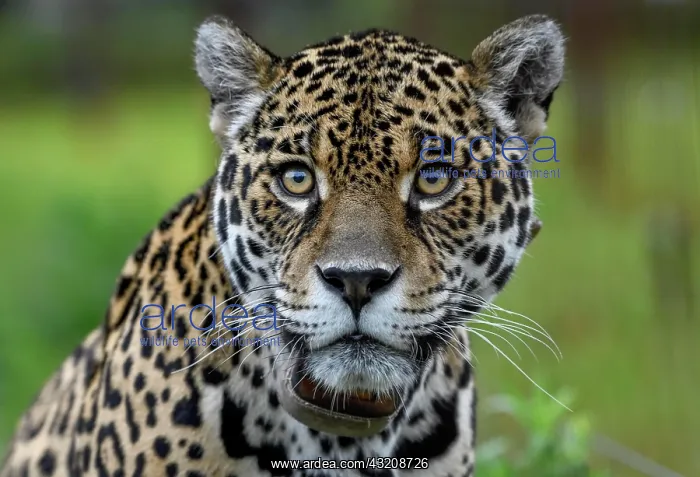 : Jaguar (Panthera onca) with radio collar, portrait : Jaguar (Panthera onca) with radio collar, portrait