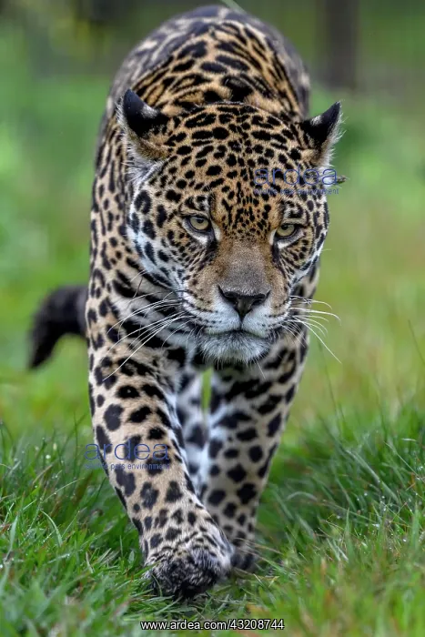 : Jaguar (Panthera onca) with radio collar sneaks : Jaguar (Panthera onca) with radio collar sneaks