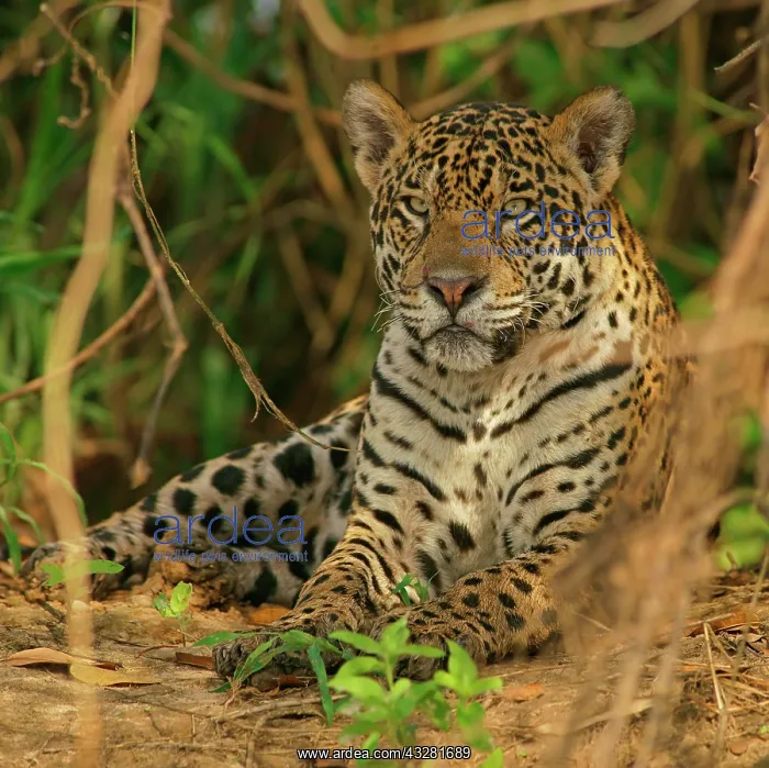 : Jaguar (Panthera onca) rests in hiding, Pantanal : Jaguar (Panthera onca) rests in hiding, Pantanal