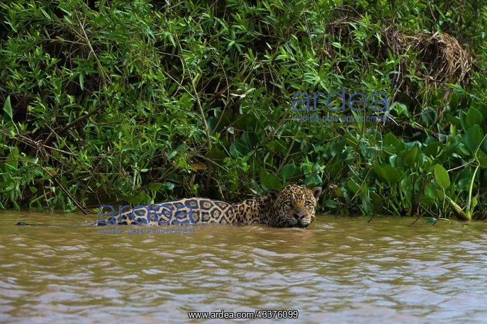 : A jaguar, Panthera onca, in the river : A jaguar, Panthera onca, in the river