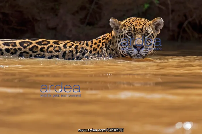 : Jaguar (Panthera onca) in a river, Pantanal, Brazil : Jaguar (Panthera onca) in a river, Pantanal, Brazil