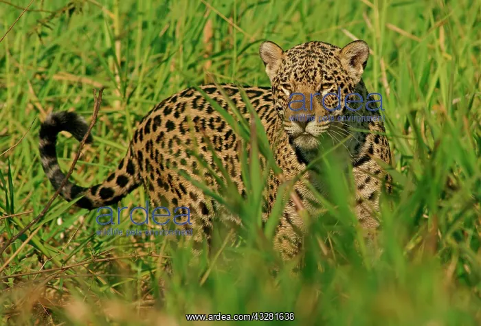 : Jaguar (Panthera onca) on the riverbank, Pantanal : Jaguar (Panthera onca) on the riverbank, Pantanal