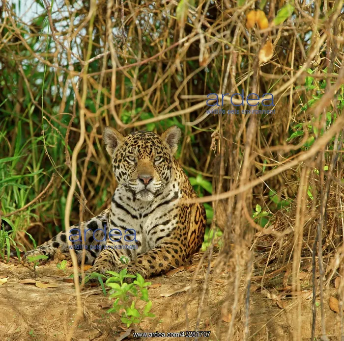 : Jaguar (Panthera onca) sits in dense vegetation : Jaguar (Panthera onca) sits in dense vegetation