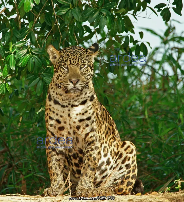 : Jaguar (Panthera onca) sits on the riverbank, Pantanal : Jaguar (Panthera onca) sits on the riverbank, Pantanal