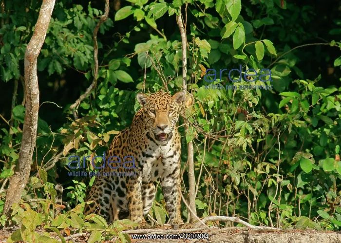  : Jaguar (Panthera onca) sitting on riverbank, Pantanal