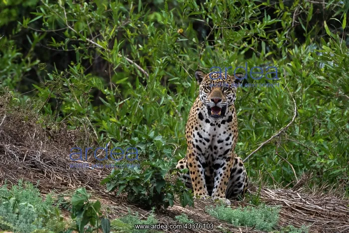 : A jaguar, Panthera onca, standing : A jaguar, Panthera onca, standing