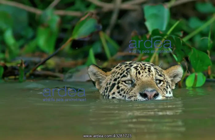 : Jaguar (Panthera onca) swims in water, Pantanal : Jaguar (Panthera onca) swims in water, Pantanal