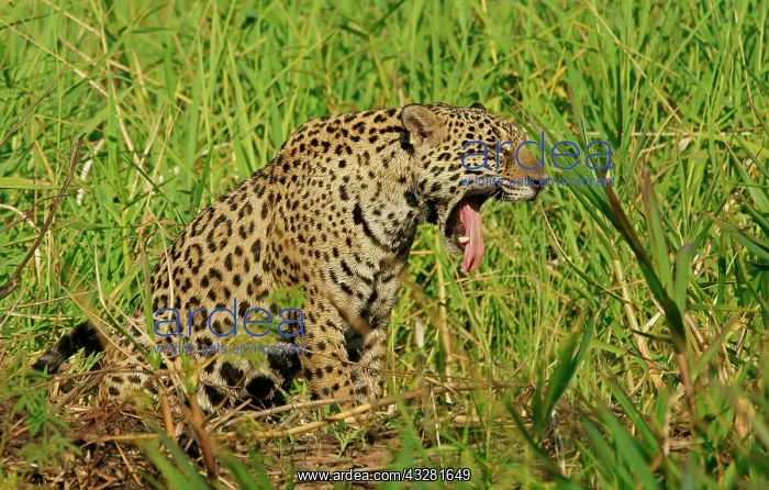 : Jaguar (Panthera onca) yawns on the riverbank, Pantanal : Jaguar (Panthera onca) yawns on the riverbank, Pantanal