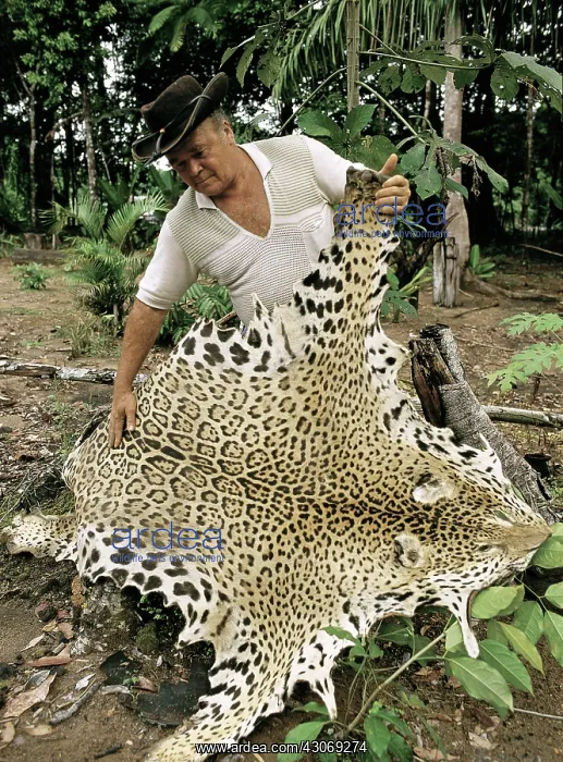 : Jaguar Pelt : Jaguar Pelt