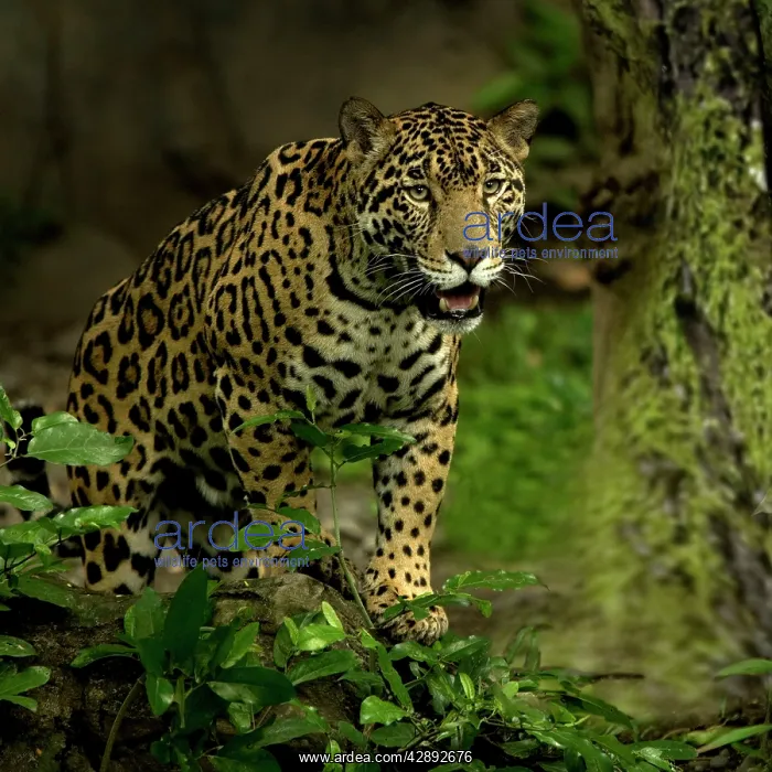 : Jaguar - Rainforest : Jaguar - Rainforest