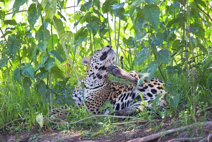 : Jaguar relaxing on the edge of a river grooming : Jaguar relaxing on the edge of a river grooming