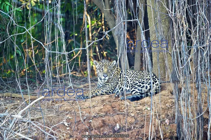: Jaguar relaxing on the edge of a river Pantanal : Jaguar relaxing on the edge of a river Pantanal