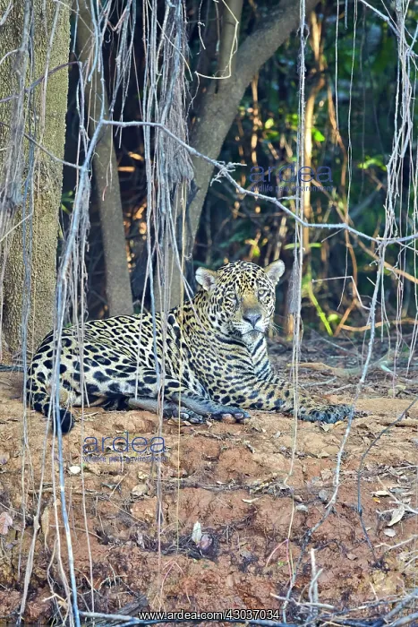 : Jaguar relaxing on the edge of a river Pantanal : Jaguar relaxing on the edge of a river Pantanal
