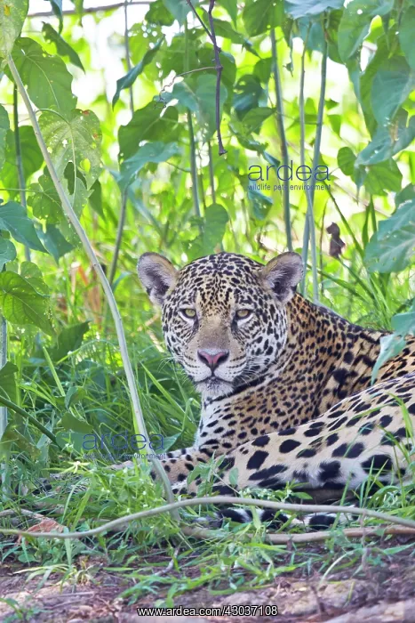 : Jaguar relaxing on the edge of a river Pantanal : Jaguar relaxing on the edge of a river Pantanal