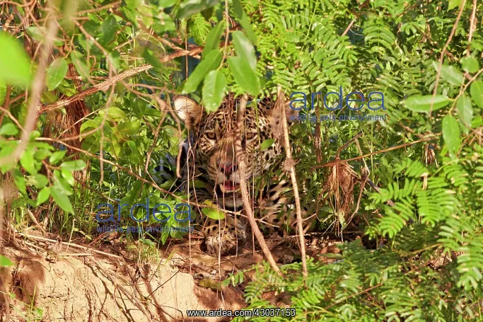 : Jaguar relaxing on the edge of a river Pantanal : Jaguar relaxing on the edge of a river Pantanal