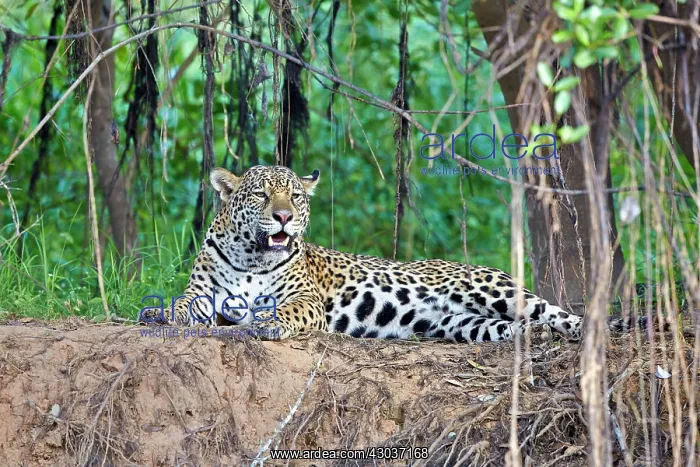 : Jaguar relaxing on the edge of a river Pantanal : Jaguar relaxing on the edge of a river Pantanal
