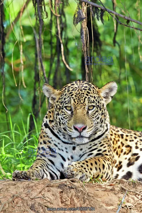  : Jaguar relaxing on the edge of a river Pantanal