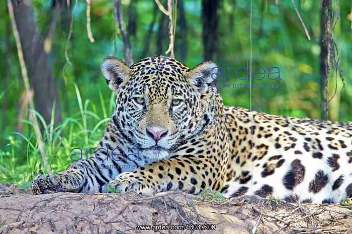 : Jaguar relaxing on the edge of a river Pantanal : Jaguar relaxing on the edge of a river Pantanal