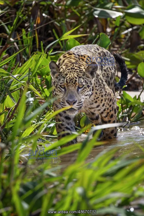  : Jaguar along the river banks of Cuiaba River, Pantanal