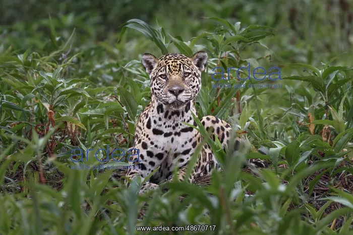 : Jaguar along the river banks of Cuiaba River, Pantanal : Jaguar along the river banks of Cuiaba River, Pantanal